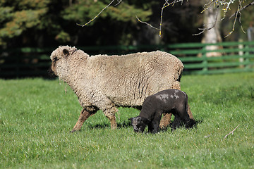 Image showing Coloured sheep and lamb