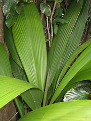 Image showing Hawaiian Flora