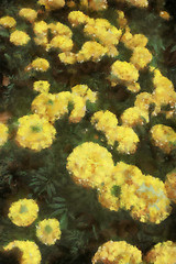 Image showing Yellow Flowers