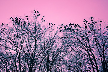 Image showing Birds and trees