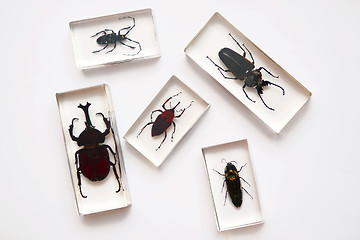 Image showing Insects