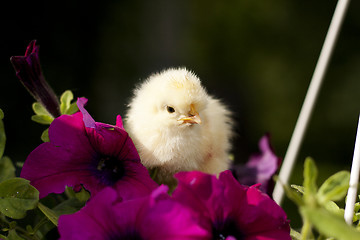 Image showing Chicken on a flower