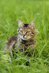 Image showing gray cat walking on grass