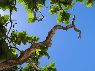 Image showing Skyward Macadamia Nut