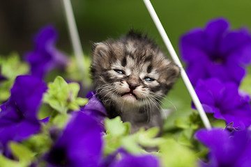 Image showing kitten in flowers
