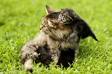 Image showing female cat and her kittens