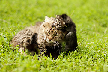 Image showing female cat and her kittens