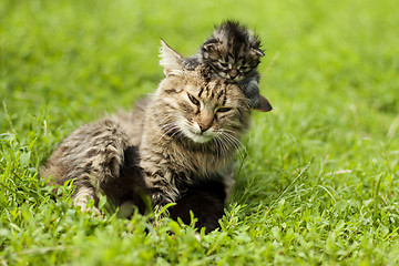 Image showing female cat and her kittens