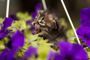 Image showing kitten in flowers