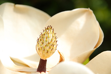 Image showing Magnolia Grandiflora Flower