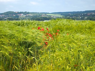 Image showing Barley Field 