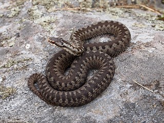 Image showing European Adder 