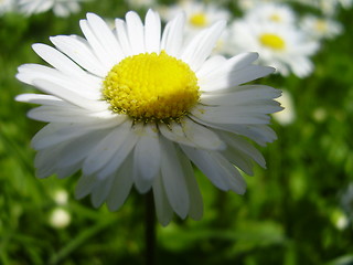 Image showing daisy