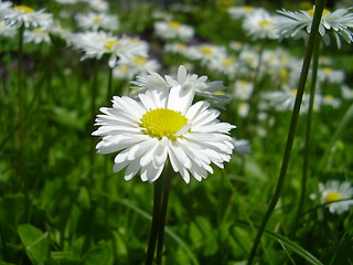 Image showing daisy