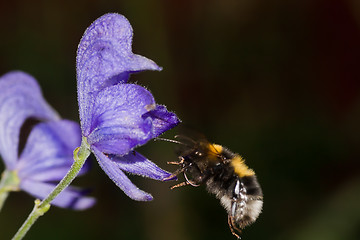 Image showing bumble bee