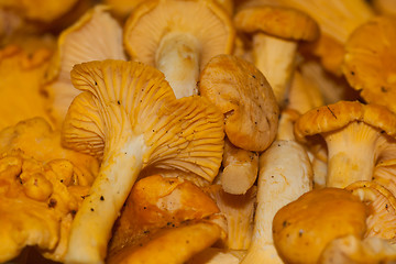 Image showing chanterelles