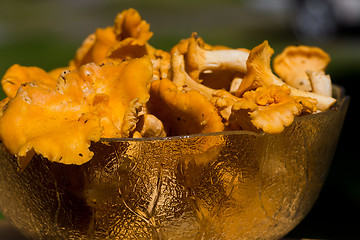 Image showing chanterelles