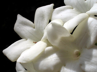 Image showing Madagascar Jasmine - Stephanotis Floribunda