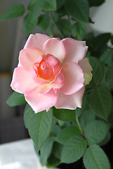 Image showing beautiful pink rose