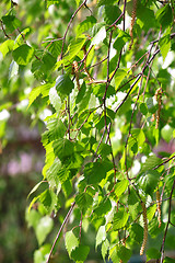 Image showing branch of a birch tree