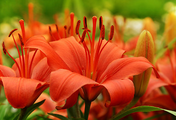 Image showing beautiful red lily