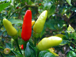 Image showing Ornamental Peppers