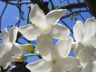 Image showing Madagascar Jasmine