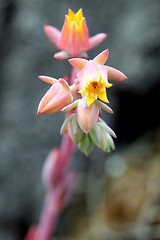 Image showing Echeveria Runyonii Habitus Inflorescences