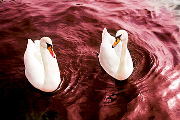 Image showing Swans