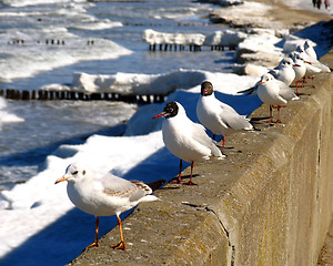 Image showing seagulls