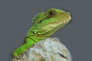 Image showing iguana 