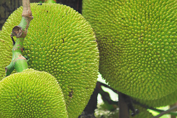 Image showing tropical jackfruit 