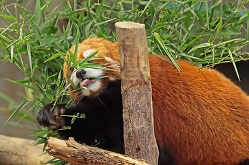 Image showing Red Panda