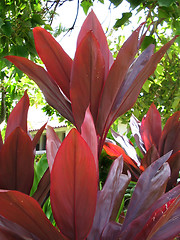 Image showing Red Hawaiian Ti (Ki) Plant