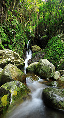 Image showing Hidden rain forest waterfall with lush foliage and mossy rocks 