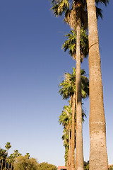 Image showing Palm Trees in a Row from the Ground