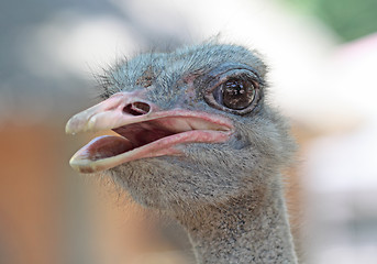 Image showing close-up on a ostrich's head