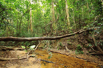 Image showing rural road through a forest full of trees. 