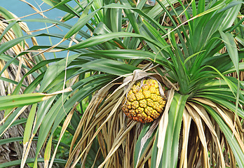 Image showing tropical jackfruit