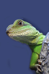 Image showing iguana 