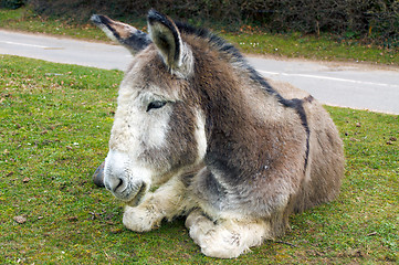 Image showing Tired Donkey