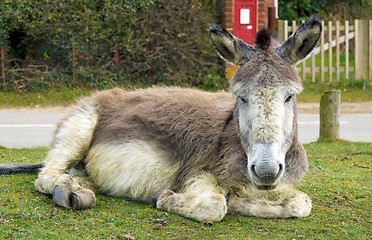Image showing Resting Donkey