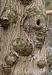 Image showing Face of a Trunk