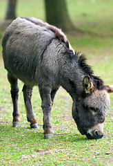 Image showing Donkey Grazing