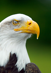 Image showing Bald Eagle