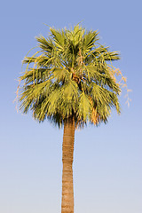 Image showing Palm Tree