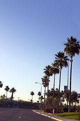 Image showing Palm Trees Along the Road of a Strip Mall