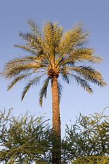 Image showing Palm Tree