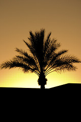 Image showing Palm Tree Silhouette During Sunset