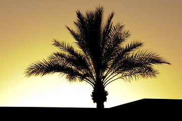 Image showing Palm Tree Silhouette During Sunset